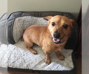 Chiweenie Dogs for adoption in bloomington, IL, USA