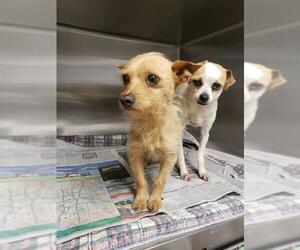 Chiweenie Dogs for adoption in Newcastle, OK, USA