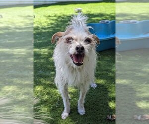 Jack Russell Terrier-Unknown Mix Dogs for adoption in El Cajon, CA, USA