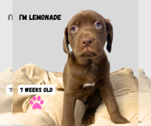 Mountain Cur-Plott Hound Mix Dogs for adoption in GILBERTS, IL, USA