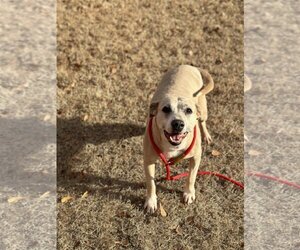 Labrador Retriever-Unknown Mix Dogs for adoption in Phenix City, AL, USA