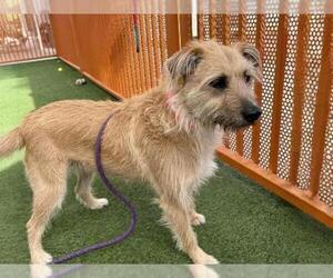 Mutt Dogs for adoption in Las Vegas, NV, USA
