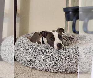 American Pit Bull Terrier Dogs for adoption in Denver, CO, USA