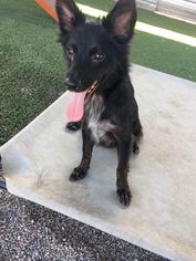 Small Border Collie Mix