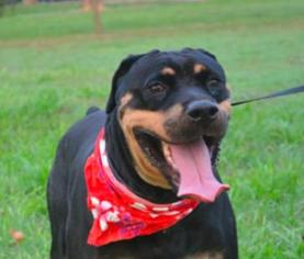 Rottweiler Dogs for adoption in San Ramon, CA, USA