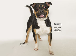 Shepweiller Dogs for adoption in Corona, CA, USA