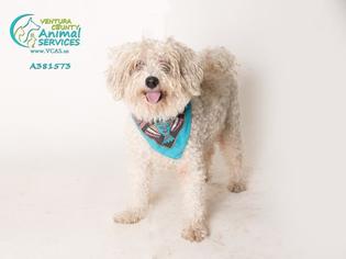 Bichon Frise Dogs for adoption in Camarillo, CA, USA