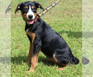Labrador Retriever-Unknown Mix Dogs for adoption in Prattville, AL, USA