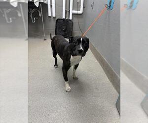 American Pit Bull Terrier-Unknown Mix Dogs for adoption in Las Vegas, NV, USA