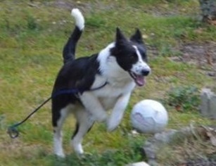 Border Collie-Collie Mix Dogs for adoption in Deltona, FL, USA