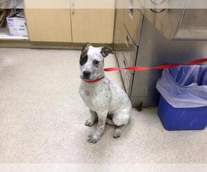 Mutt Dogs for adoption in Riverside, CA, USA