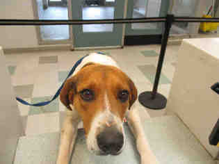 American Foxhound Dogs for adoption in Oklahoma City, OK, USA