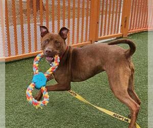 American Pit Bull Terrier-Unknown Mix Dogs for adoption in Las Vegas, NV, USA