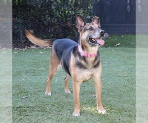 Mutt Dogs for adoption in San Diego, CA, USA