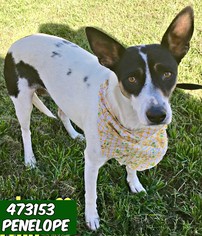 Rat Terrier-Unknown Mix Dogs for adoption in San Antonio, TX, USA