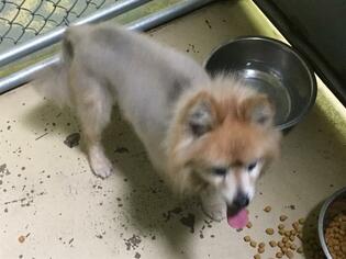 Pomeranian Dogs for adoption in HESPERIA, CA, USA