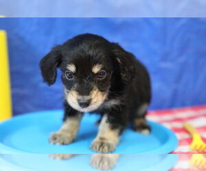 Chiweenie Dogs for adoption in Wakefield, RI, USA