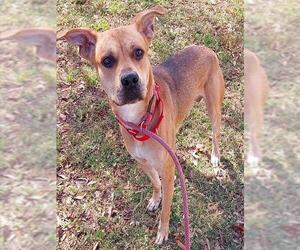 Labrador Retriever-Unknown Mix Dogs for adoption in Fort Lauderdale, FL, USA