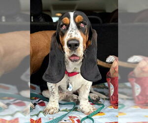 Basset Hound Dogs for adoption in Deepwater, NJ, USA