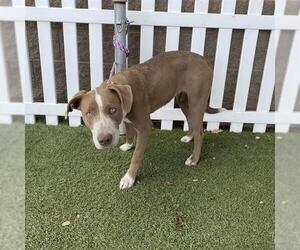 American Pit Bull Terrier-Labrador Retriever Mix Dogs for adoption in Modesto, CA, USA