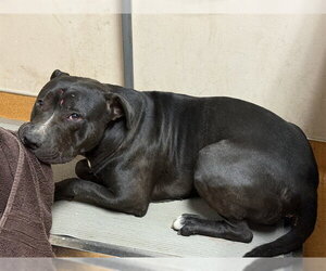 Mutt Dogs for adoption in Martinez, CA, USA