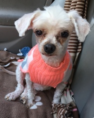 Medium Photo #1 Maltese Puppy For Sale in McKinney, TX, USA
