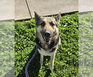 German Shepherd Dog Dogs for adoption in Sacramento, CA, USA