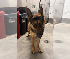 German Shepherd Dog Dogs for adoption in Forestville, MD, USA
