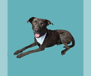 Labrador Retriever Dogs for adoption in Bakersfield, CA, USA
