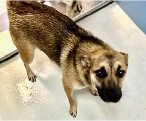 Australian Kelpie-Unknown Mix Dogs for adoption in Pampa, TX, USA