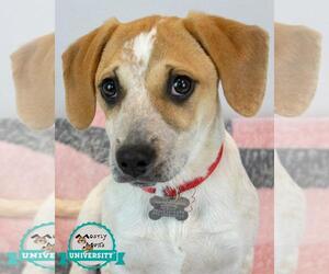 Mutt Dogs for adoption in Kennesaw, GA, USA