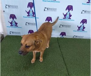 Golden Shepherd Dogs for adoption in Orlando, FL, USA