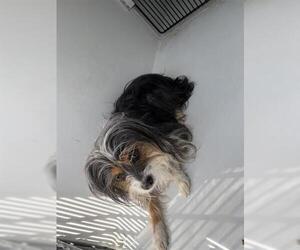 Mutt Dogs for adoption in Houston, TX, USA