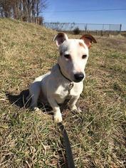 Jack Russell Terrier Dogs for adoption in Cincinnati, OH, USA
