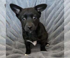 Pom-A-Poo Dogs for adoption in Banning, CA, USA