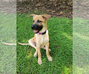 German Shepherd Dog-Unknown Mix Dogs for adoption in Ball Ground, GA, USA