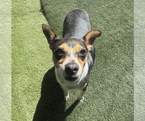 Chihuahua-Unknown Mix Dogs for adoption in Tempe , AZ, USA