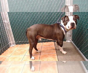 Mutt Dogs for adoption in Downey, CA, USA