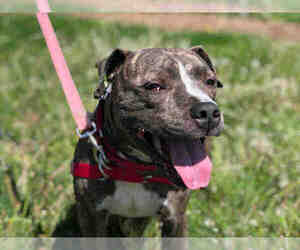 American Staffordshire Terrier-Unknown Mix Dogs for adoption in Urbana, IL, USA