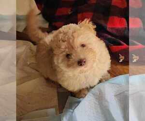 Maltese-Unknown Mix Dogs for adoption in Plymouth, MN, USA
