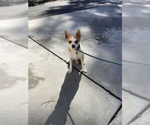 Fox Terrier (Toy) Dogs for adoption in Fremont, CA, USA