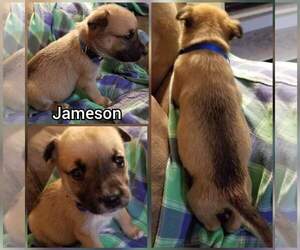 Medium Photo #1 American Staffordshire Terrier-Unknown Mix Puppy For Sale in Nashville, GA, USA