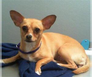Chihuahua-Unknown Mix Dogs for adoption in Las Vegas, NV, USA