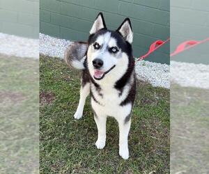 Siberian Husky Dogs for adoption in Naples, FL, USA