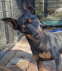 Miniature Pinscher Dogs for adoption in Lake Forest, CA, USA