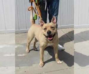American Pit Bull Terrier-Unknown Mix Dogs for adoption in Louisville, KY, USA