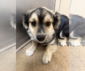 Dameranian Dogs for adoption in Coralville, IA, USA