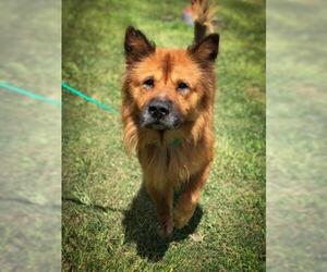 Chow Chow Dogs for adoption in Fayetteville, NC, USA