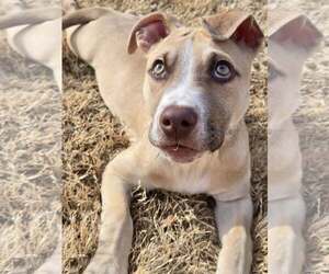 Mutt Dogs for adoption in Greenville, SC, USA