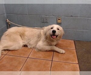 Great Pyrenees Dogs for adoption in Downey, CA, USA